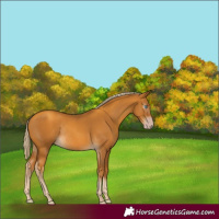 Horse Color:Gray Gold Cream Champagne Rabicano 