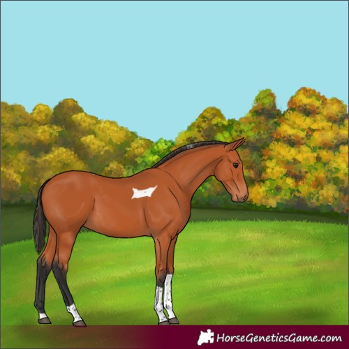 Horse Color:Bay Tobiano 