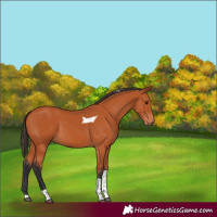 Horse Color:Bay Tobiano 