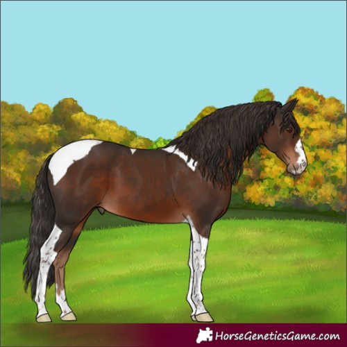 Horse Color:Liver Chestnut Tobiano 