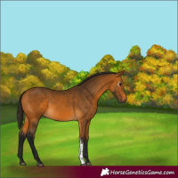 Horse Color:Gray Buckskin Tobiano 