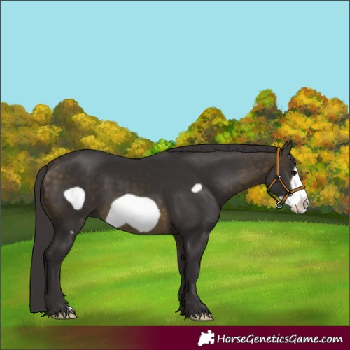 Horse Color:Buckskin Frame 