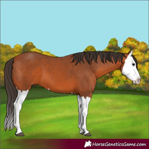 Horse Color:Unknown 