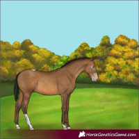 Horse Color:Gray Amber Champagne Tobiano 
