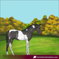 Horse Color:Black Tobiano Rabicano 