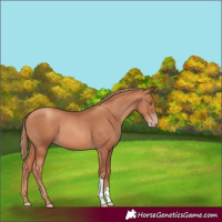 Horse Color:Gold Champagne 