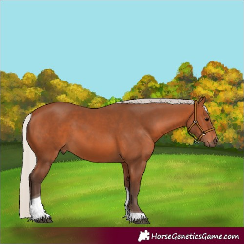 Horse Color:Silver Bay Tobiano 