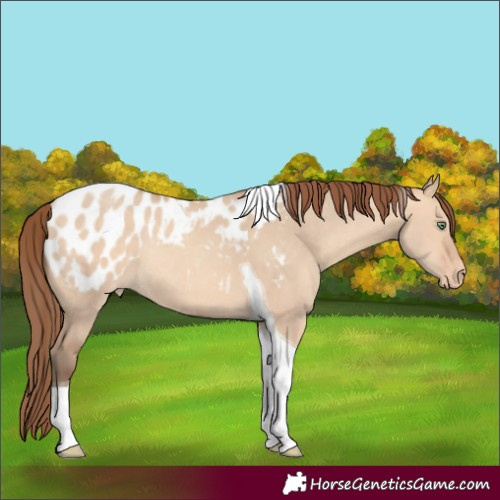 Horse Color:Amber Champagne Dun Tobiano Appaloosa Rabicano 