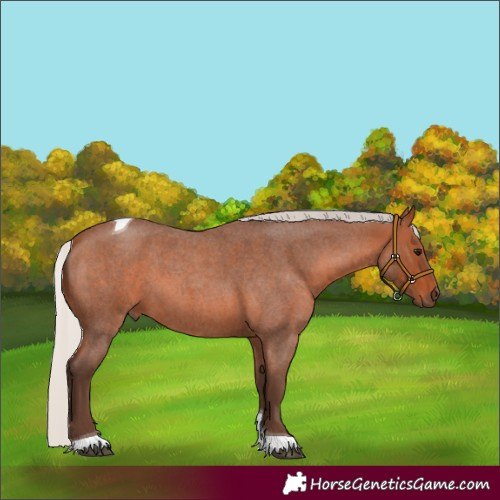 Horse Color:Silver Brown Roan Tobiano 