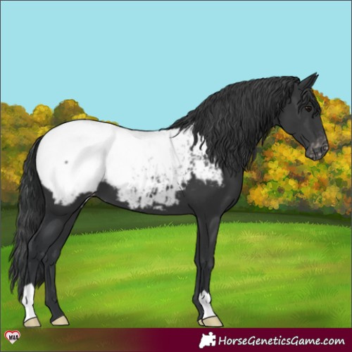 Horse Color:Black Snowcap 