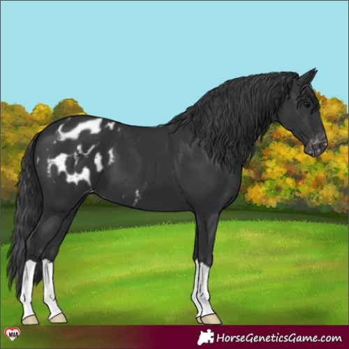 Horse Color:Black Blanket 