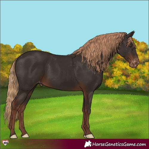 Horse Color:Liver Chestnut Appaloosa 