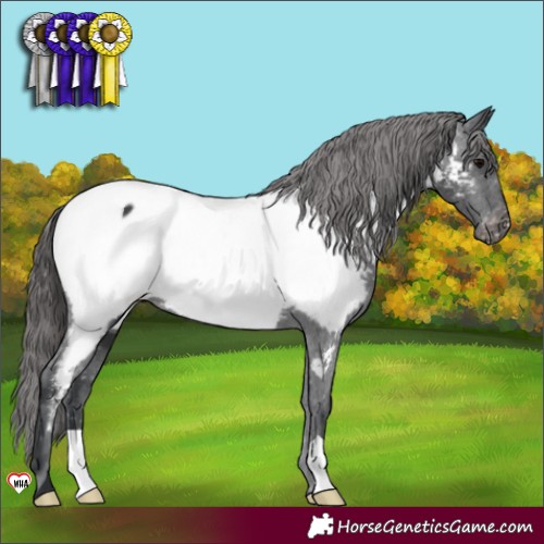 Horse Color:Black Near Fewspot 