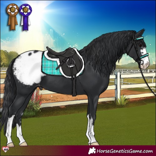 Horse Color:Black Appaloosa 