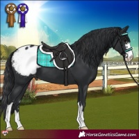 Horse Color:Black Appaloosa 