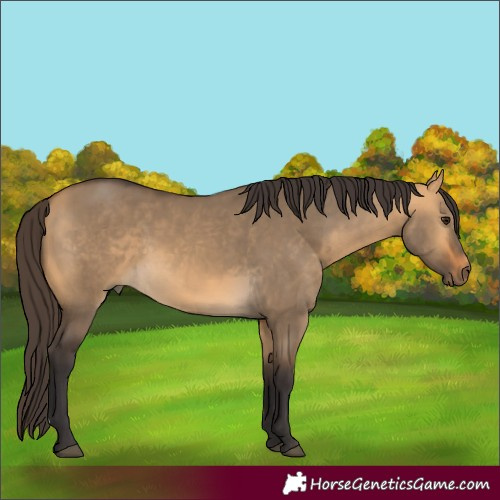 Horse Color:Buckskin Dun