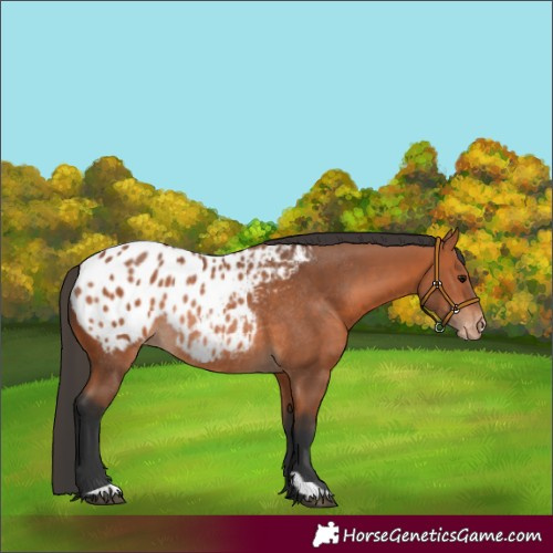 Horse Color:Bay Appaloosa Rabicano 