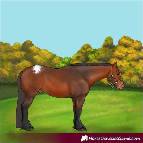 Horse Color:Bay Appaloosa 