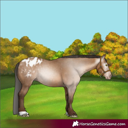Horse Color:Gray Amber Champagne Appaloosa 