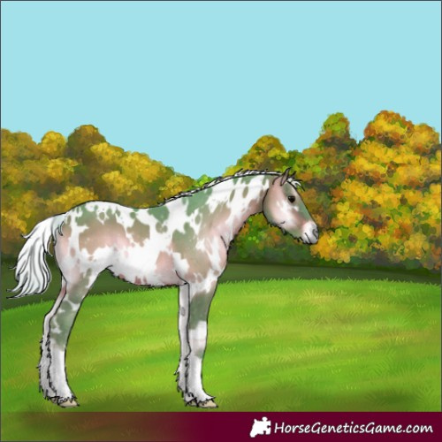 Horse Color:Watercolor White Spotted Chocolate Silver Brown Onyx 
