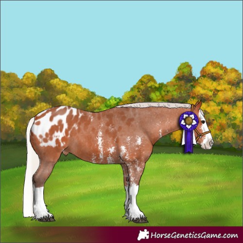 Horse Color:Silver Bay Sabino Splash Appaloosa 