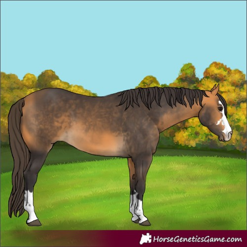 Horse Color:Buckskin 