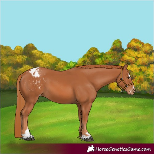 Horse Color:Chestnut Sabino Appaloosa 