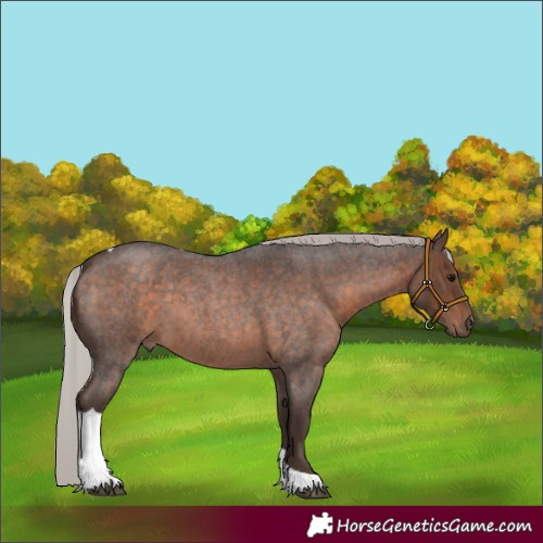 Horse Color:Silver Brown Roan Tobiano 