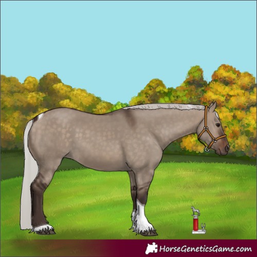 Horse Color:Silver Brown Dun Tobiano 