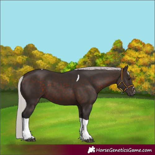 Horse Color:Silver Brown Tobiano 