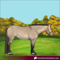 Horse Color:Buckskin Dun 