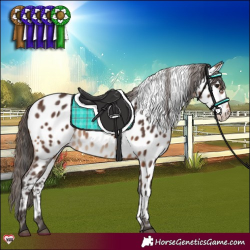 Horse Color:Brown Appaloosa 