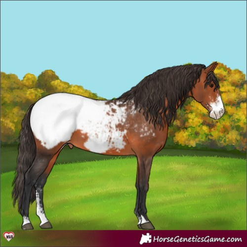Horse Color:Bay Sabino Appaloosa 