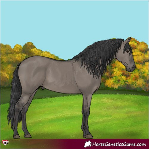 Horse Color:Grullo 