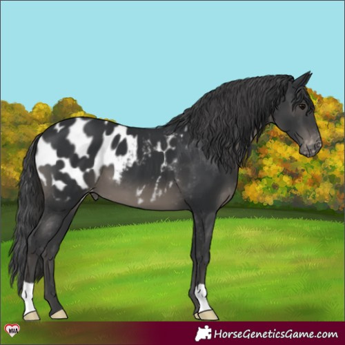 Horse Color:Black Appaloosa 