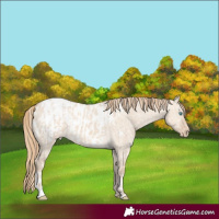 Horse Color:Perlino Dun Appaloosa  and Perlino Dun Appaloosa 