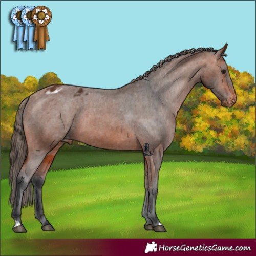 Horse Color:Bay Appaloosa 