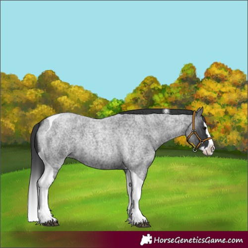 Horse Color:Blue Roan Splash Tobiano