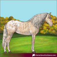 Horse Color:Chocolate Palomino Dun Appaloosa  and Gold Cream Champagne Dun Appaloosa 