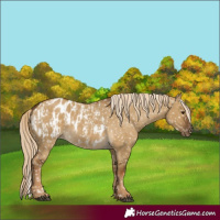 Horse Color:Chocolate Palomino Dun Appaloosa  and Chocolate Palomino Dun Appaloosa 
