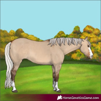 Horse Color:Silver Brown Dun 