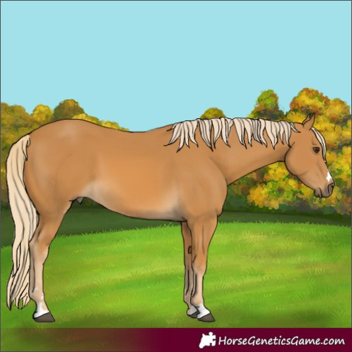 Horse Color:Palomino 