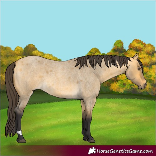 Horse Color:Unknown 