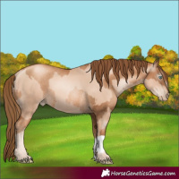 Horse Color:Gold Champagne Pearl Rabicano  and Gray Gold Champagne Pearl Rabicano 