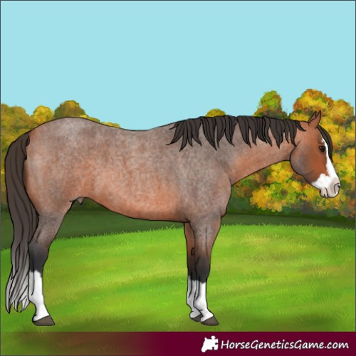 Horse Color:Unknown 