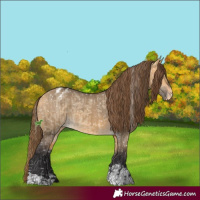 Horse Color:Buckskin Dun Appaloosa  and Buckskin Dun Appaloosa 