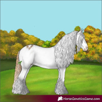 Horse Color:Buckskin Dun Appaloosa  and Buckskin Dun Appaloosa 