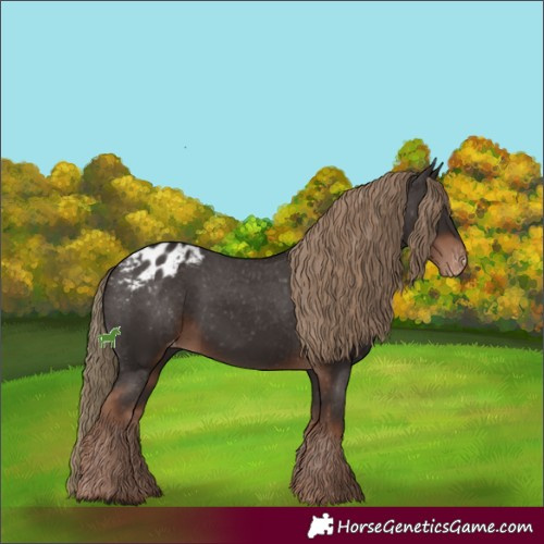 Horse Color:Liver Chestnut Appaloosa