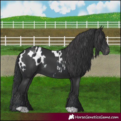 Horse Color:Black Near Leopard and Black