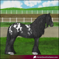 Horse Color:Black Near Leopard  and Black 